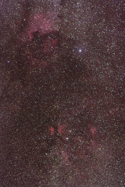 Cygnus